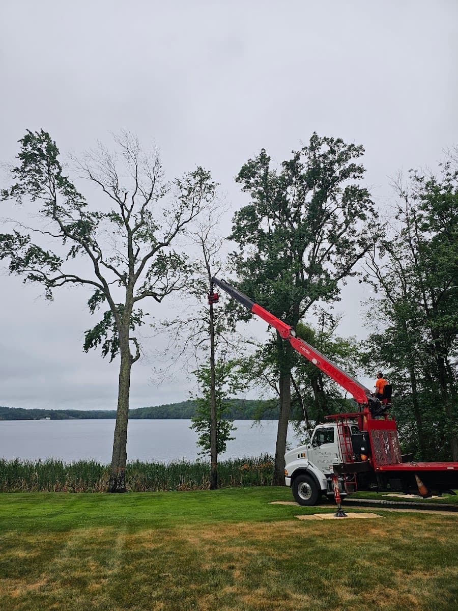 All Tree Corp. Tree Services