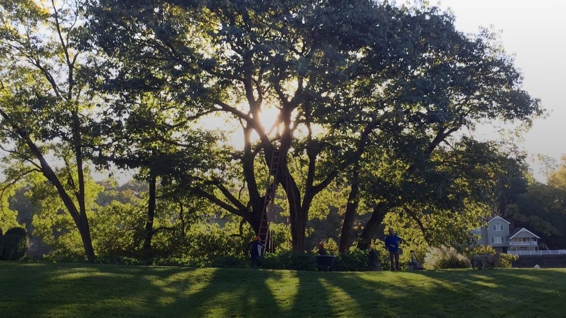 Les Arbres Tree Service & Fine Gardening