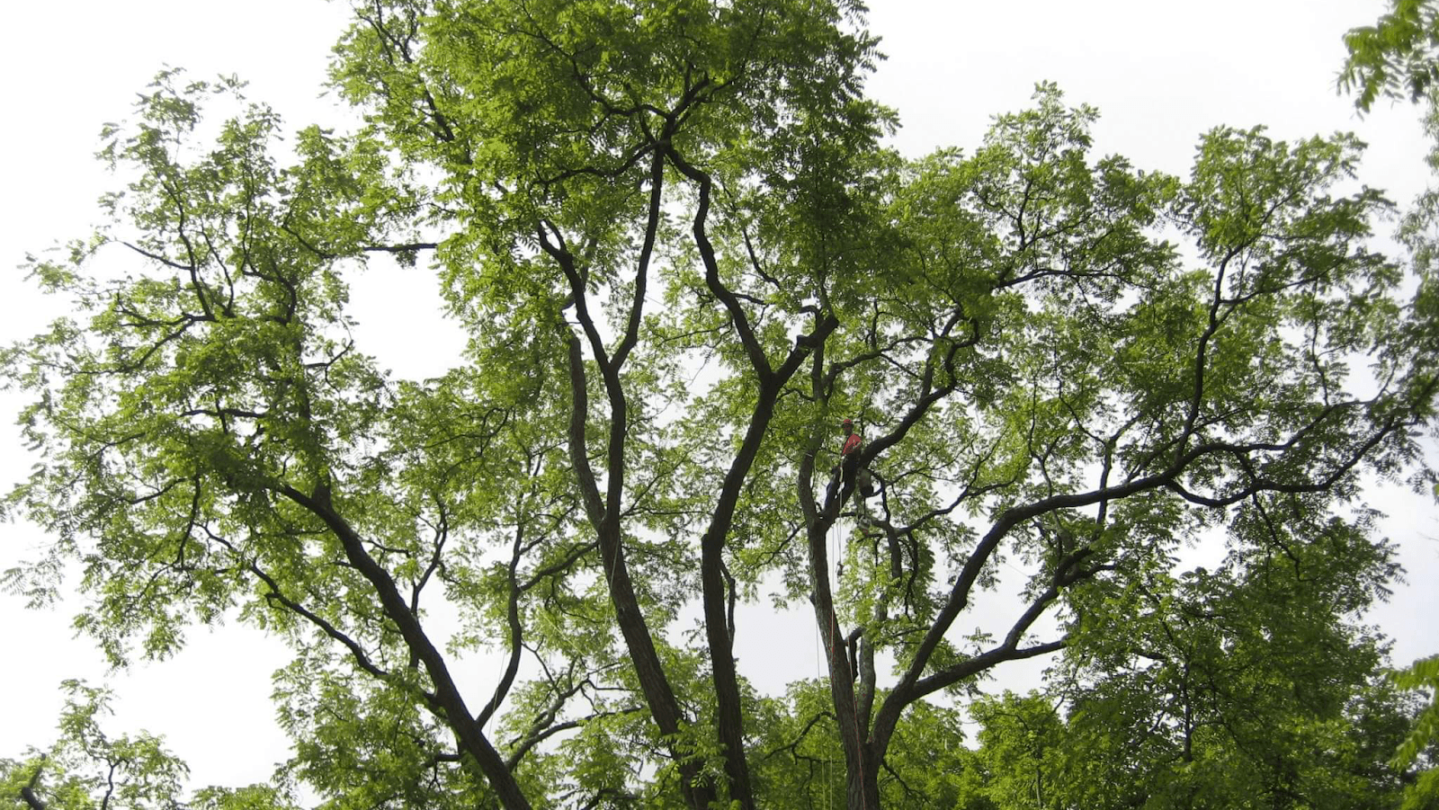 Seaside Tree Solutions