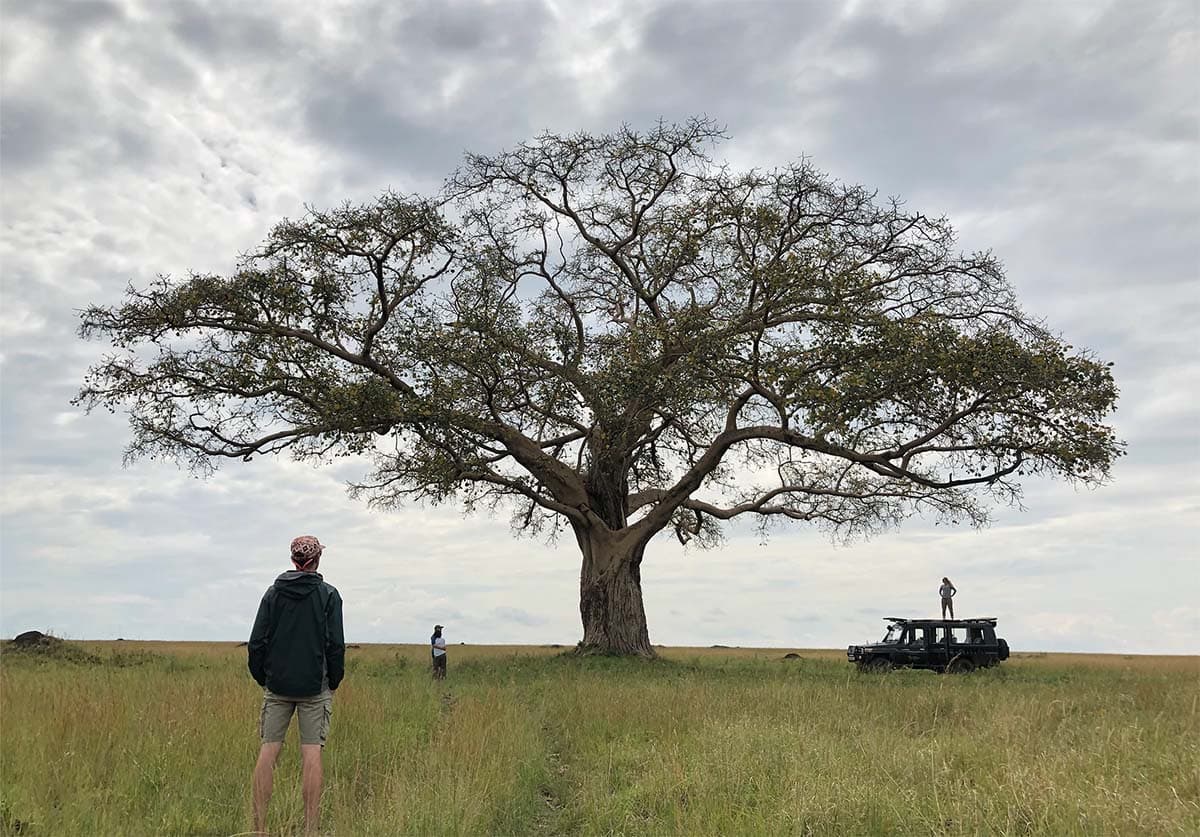 Legacy Tree Solutions