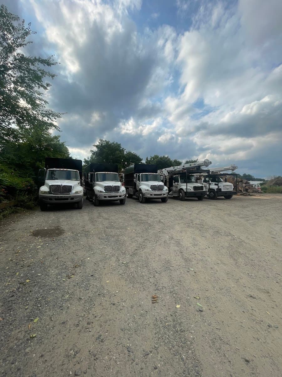 Tree Guys Tree Service