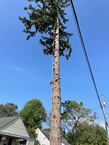 Trejo Tree Trimming and Removal