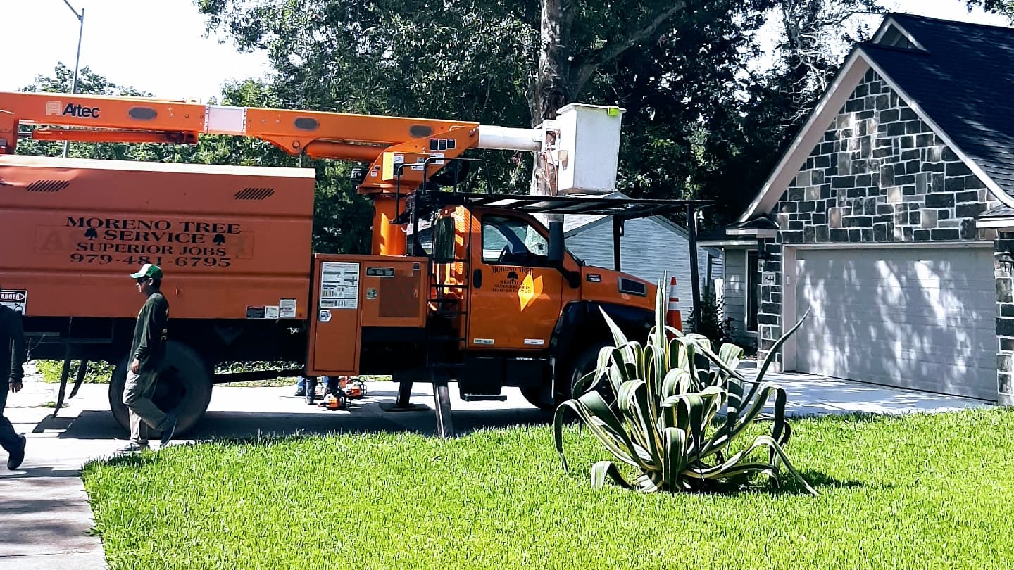 Moreno Tree Service