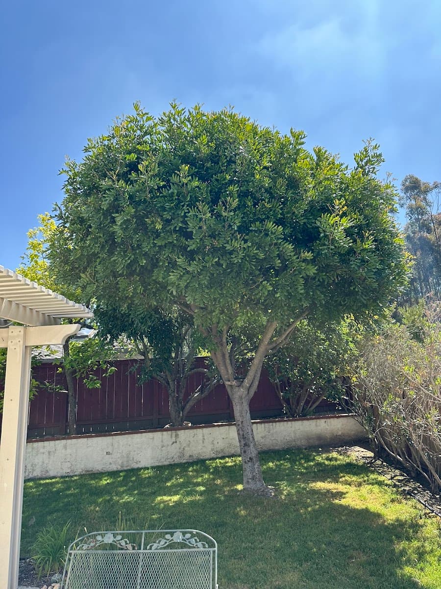 Tree Service San Diego