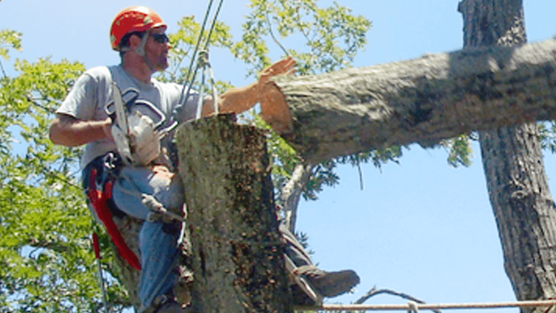 Colt Tree Service LLC