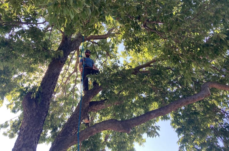 Canyon Falls Tree Works