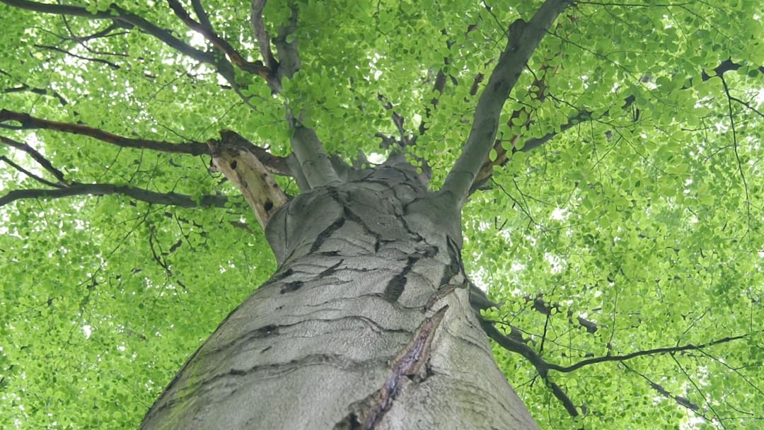 Creamer's Tree Service