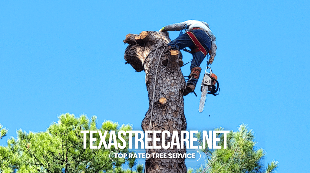 Texas Tree Care