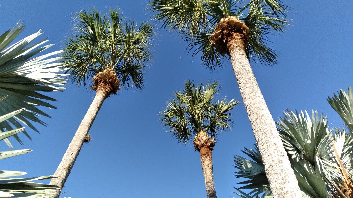 KAAHAYATLE TREE SERVICES