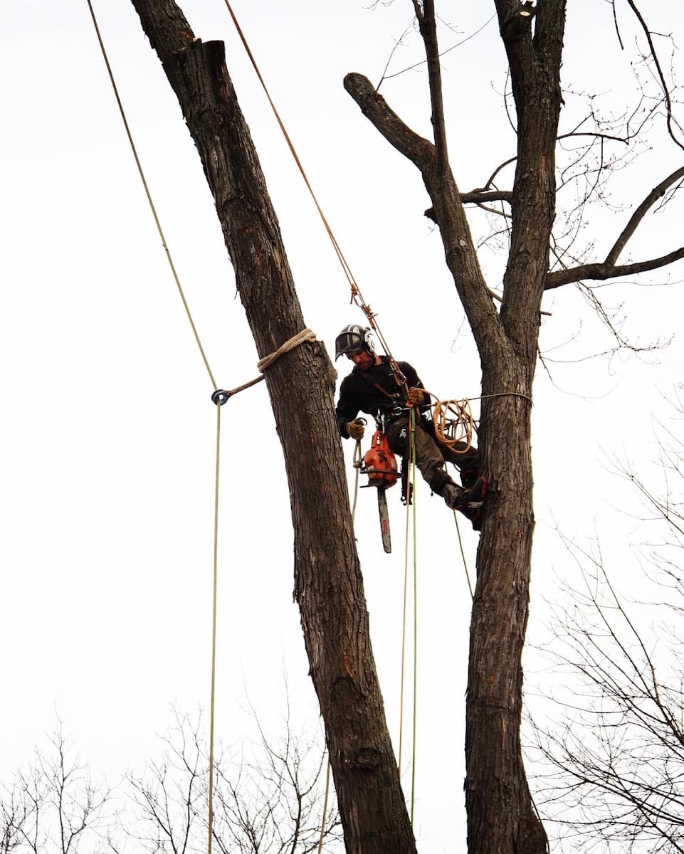 Bergeron Tree Experts