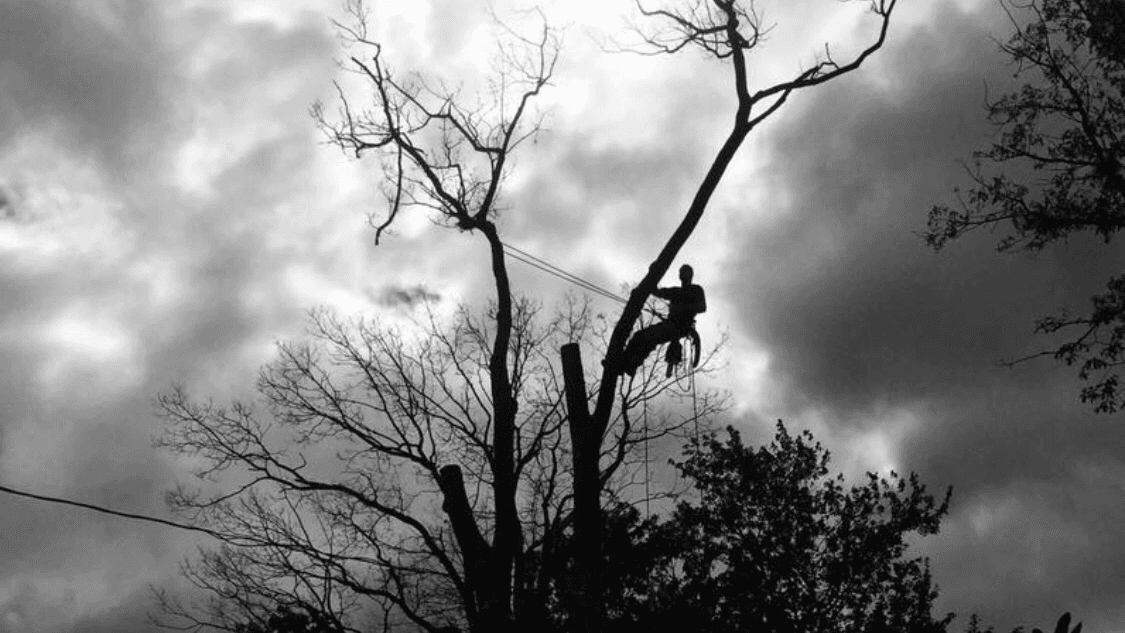 Pennsylvania Arborists