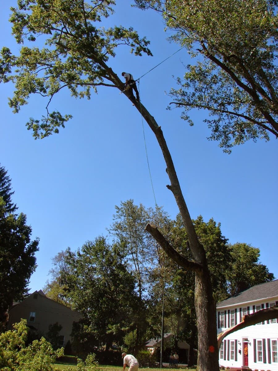 Basic Tree Care | Columbus Tree Removal