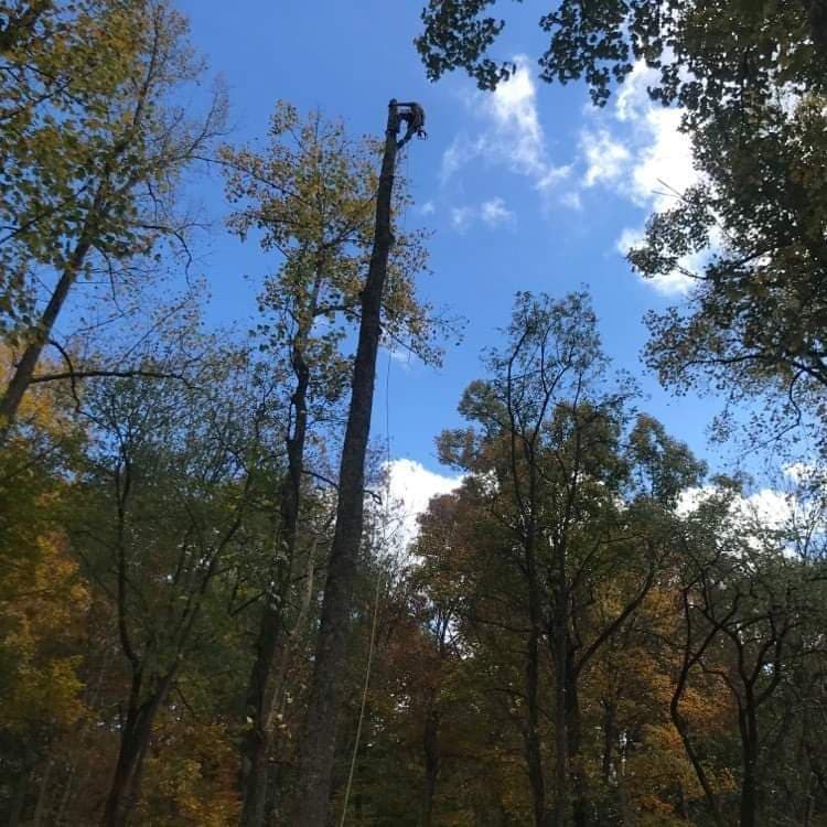 The Tree Climber LLC