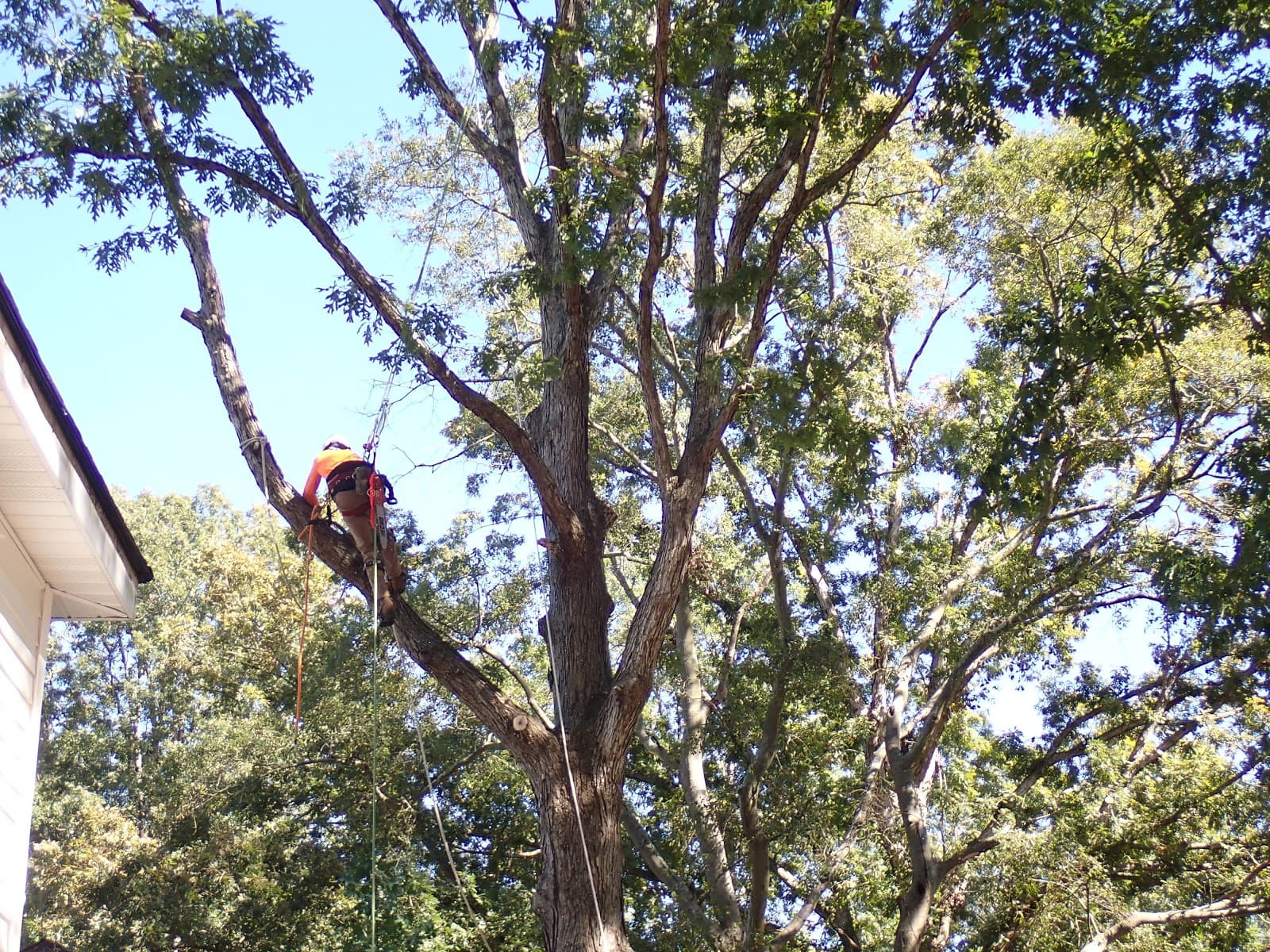 Grateful Tree Service