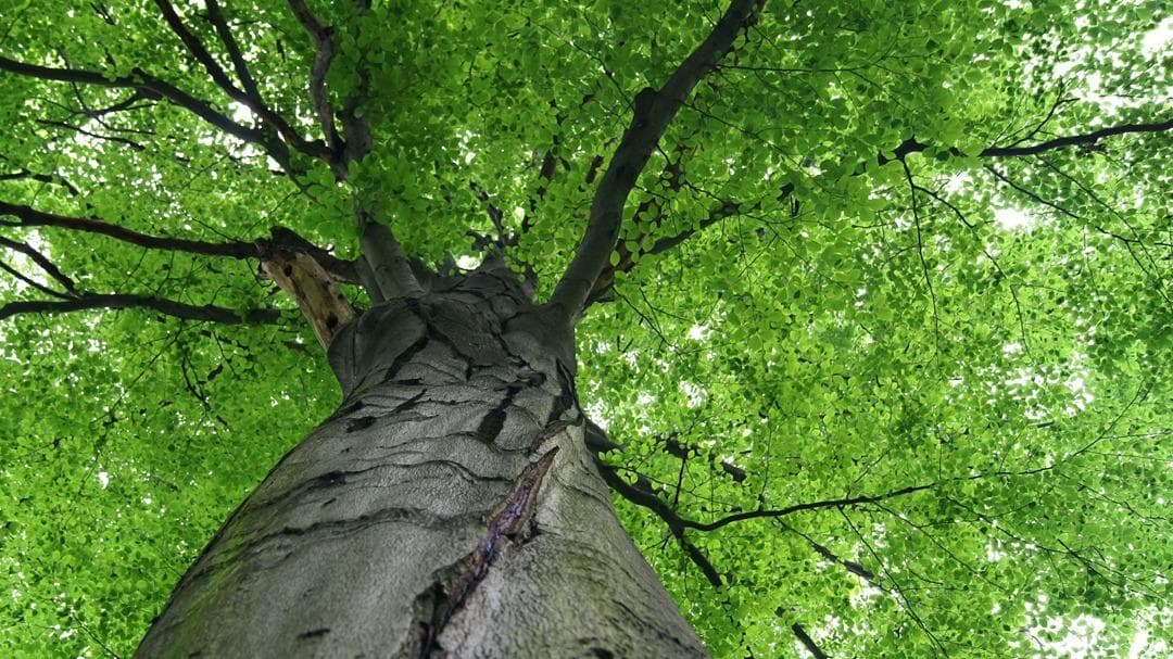 Sidonian Tree Service