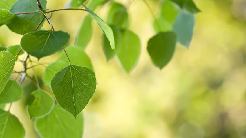 Earth-Wise Horticultural