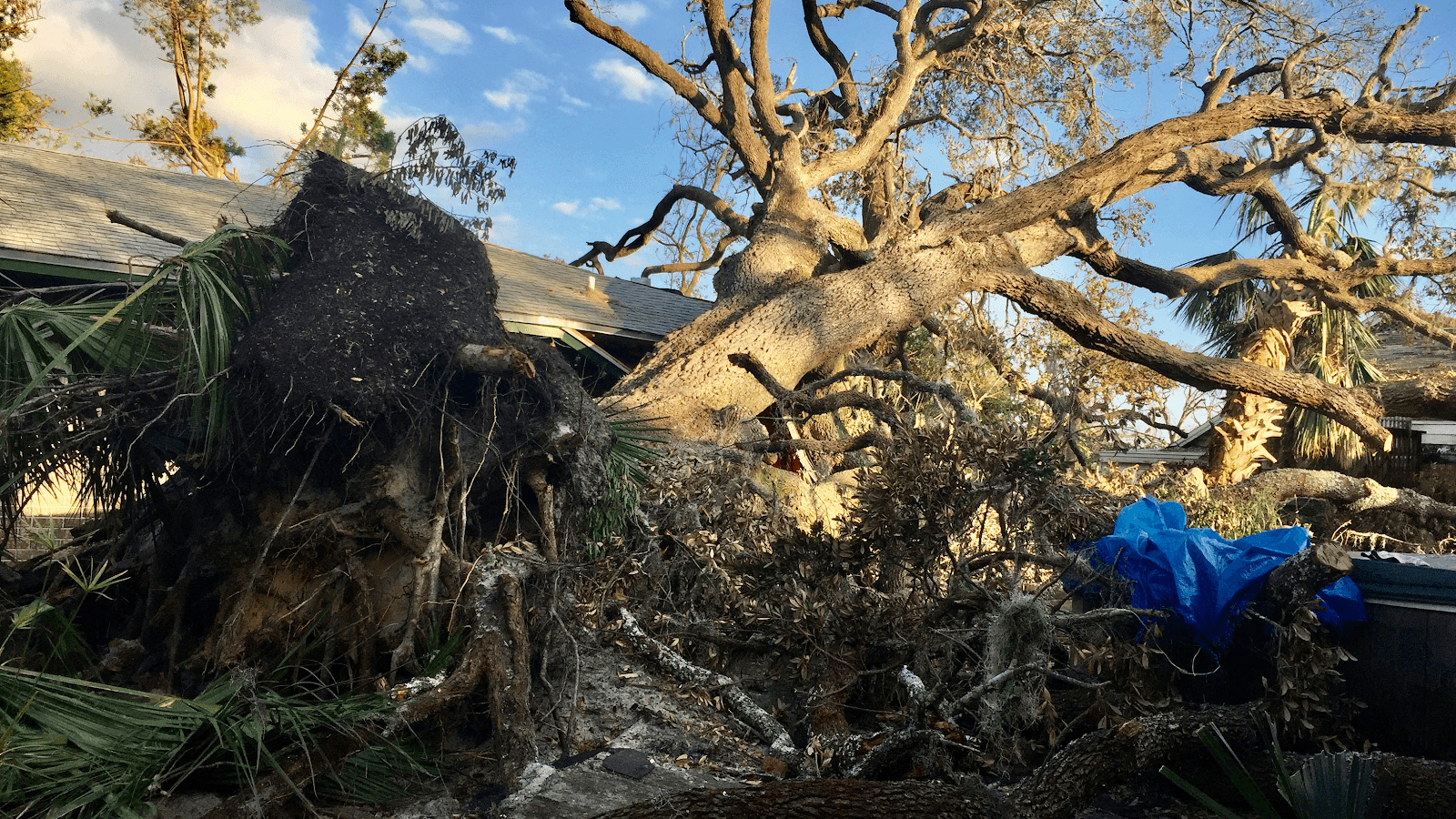 Canoa Tree Service inc