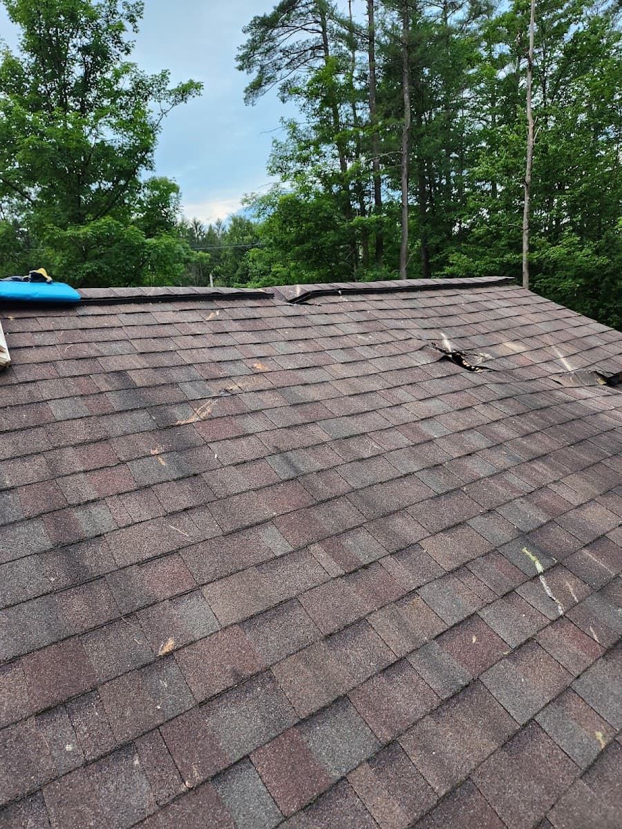 Tree and Stump Removal Service