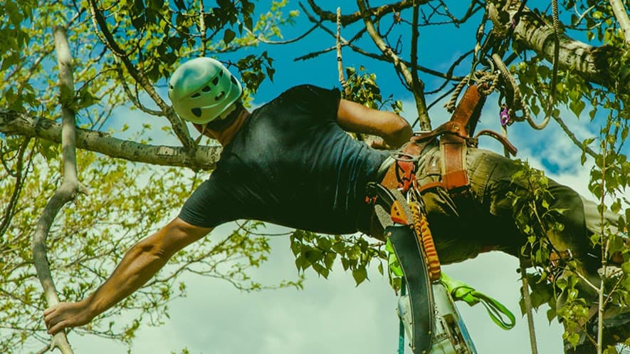 Charter Oaks Tree & Landscaping Co., Inc.