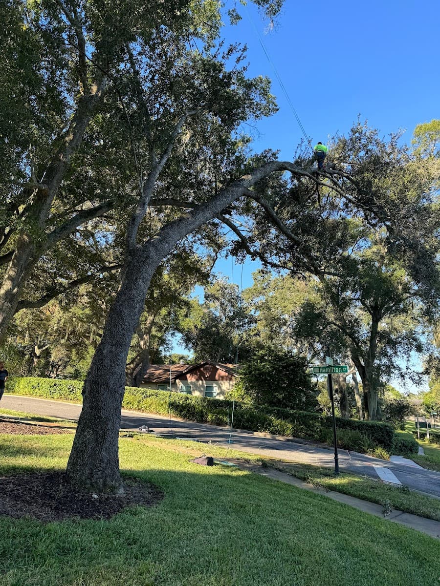 Arborist Pros Tree Service LLC