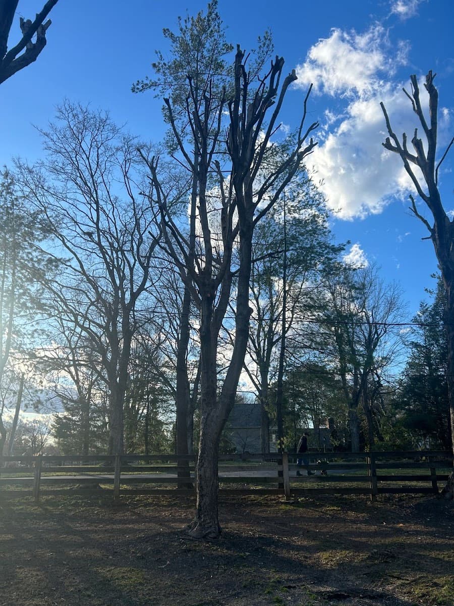 Optimum Tree Service And Landscaping