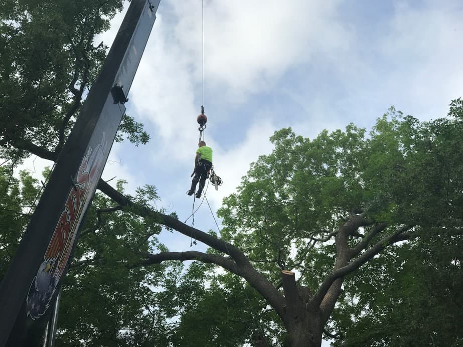 Allwood Tree Service