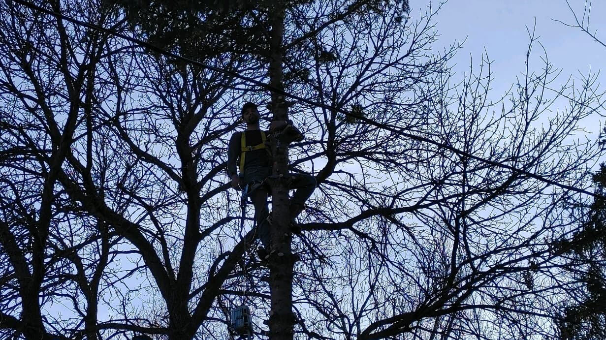 Timberman Tree Service LLC