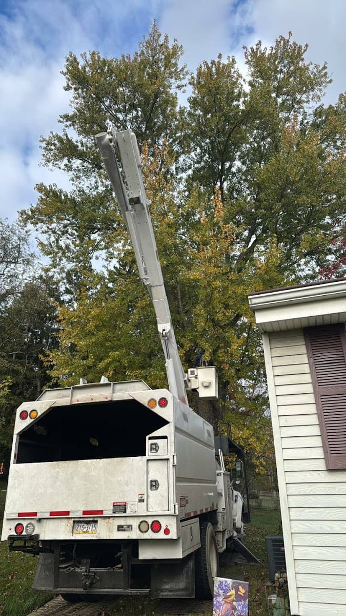 Solid Oak Tree Service