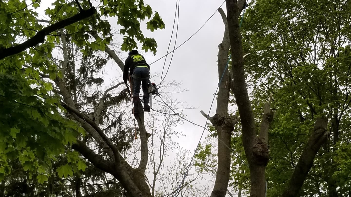 Akins & Alfords Tree Care