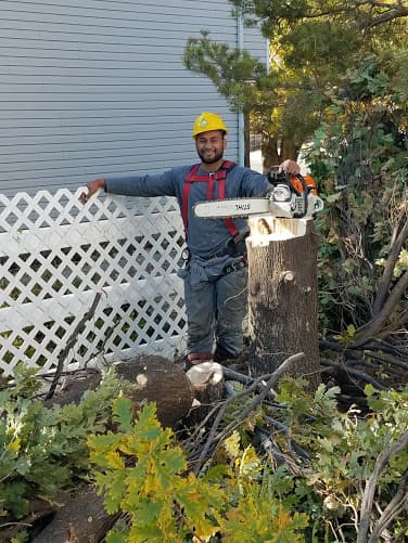 KTM Trees Expert & Landscaping, LLC