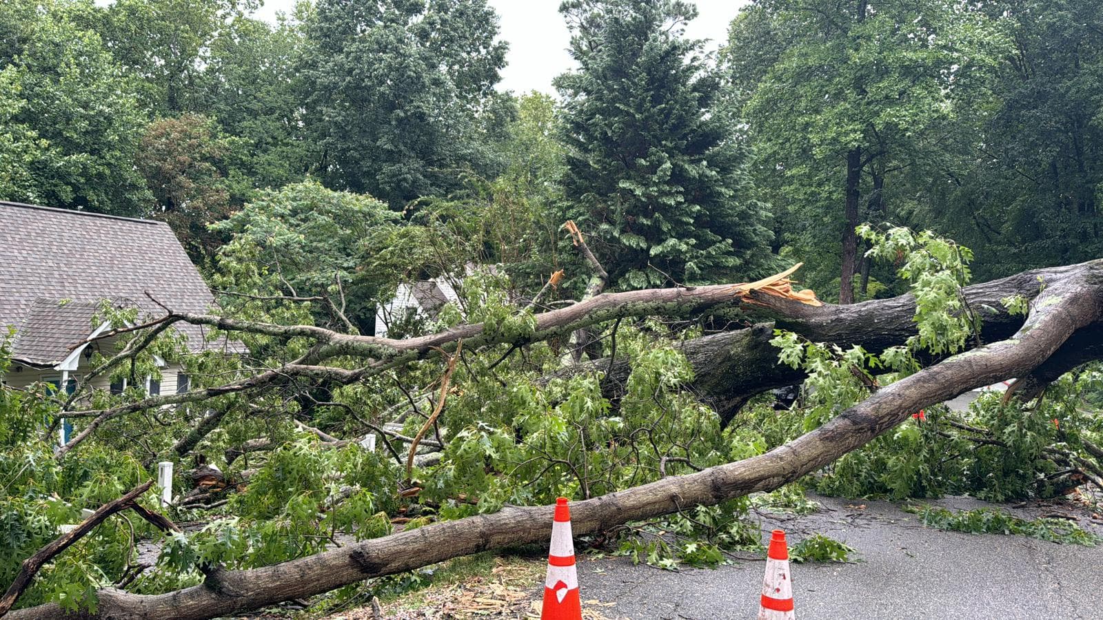 Premier Tree Solutions