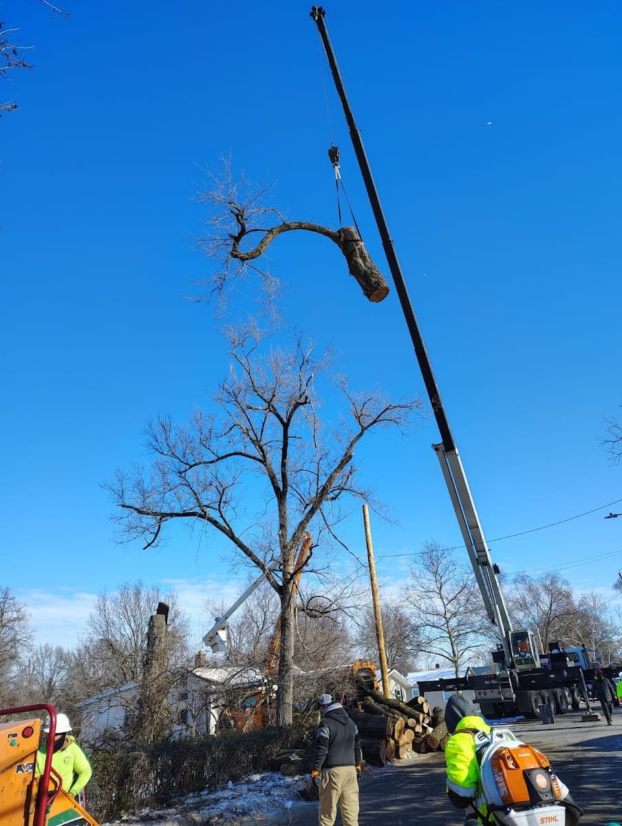 A&M Tree Services LLC