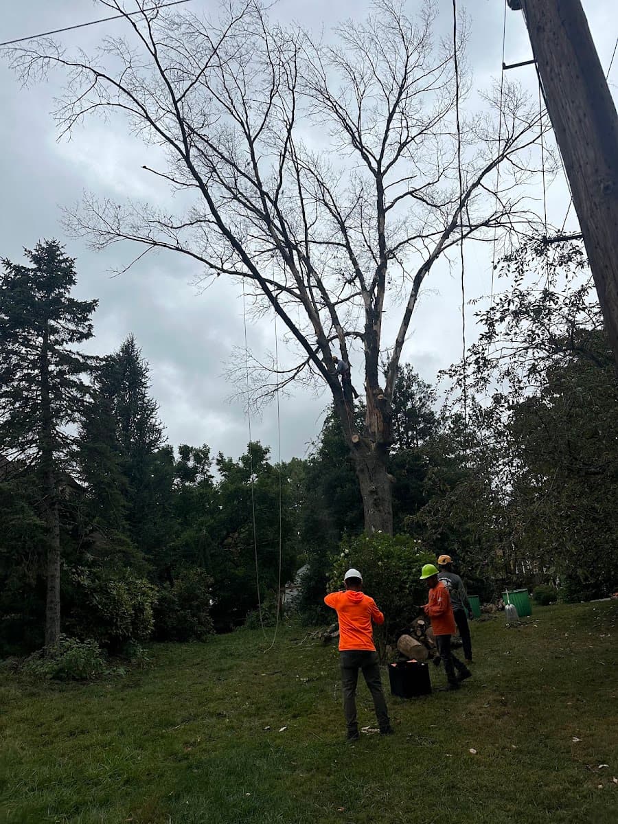 First Choice Tree Service