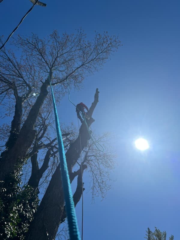 Cutright tree service