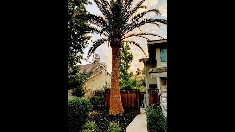 Better City Tree Services, Inc.