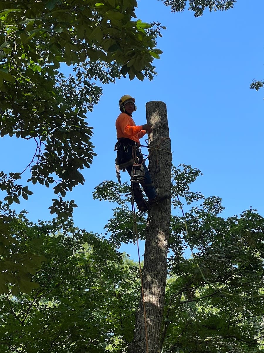 Bruno Tree Service LLC