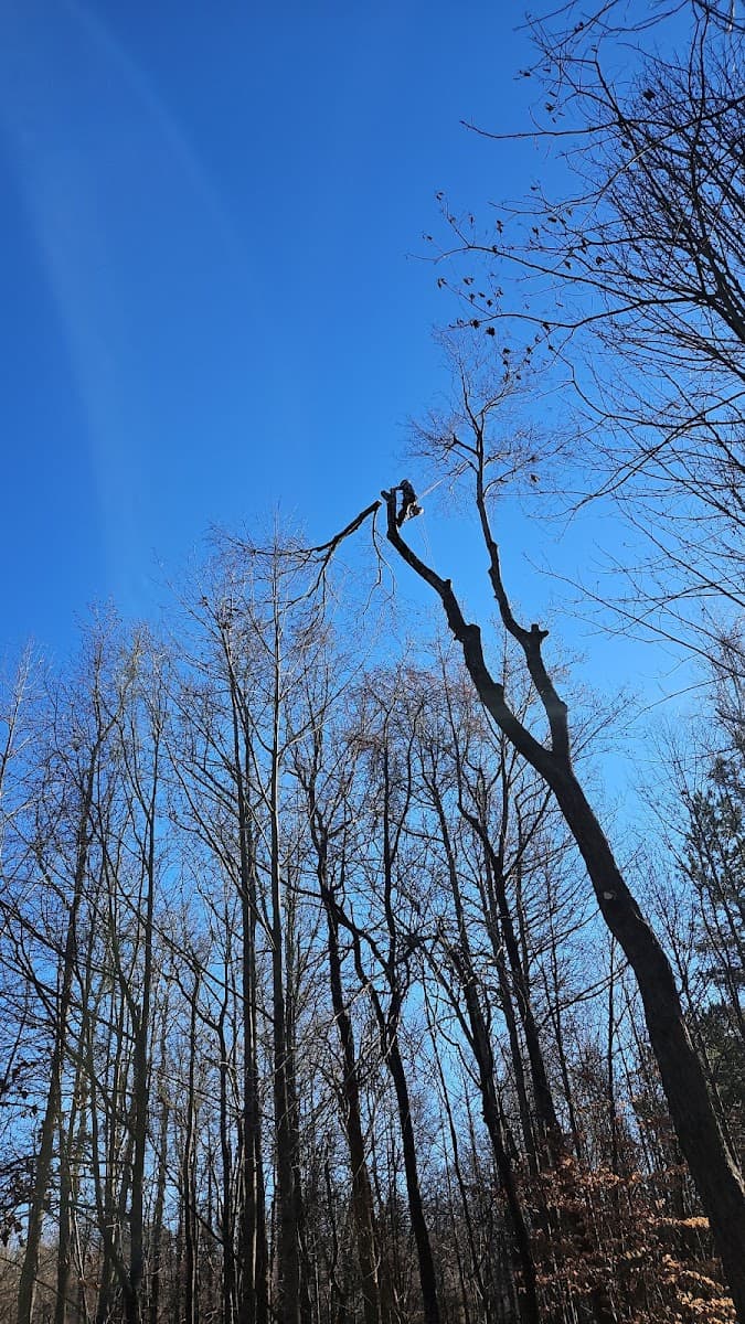 Above and Beyond Tree Care LLC