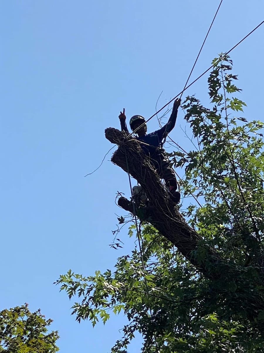 Elegant Tree Service LLC