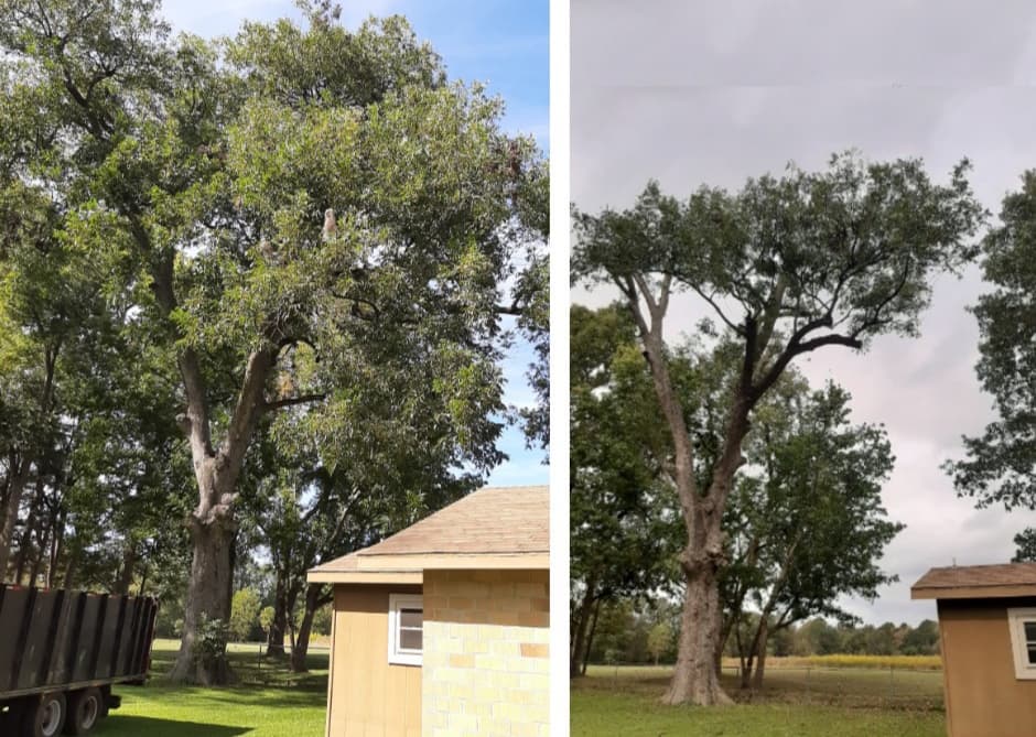 The Tree Guy of Texas / Dougan Tree Services