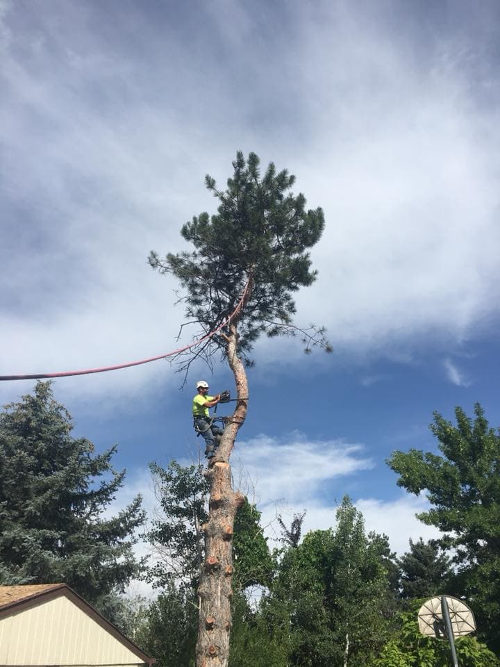 Hidden Oak Tree Care