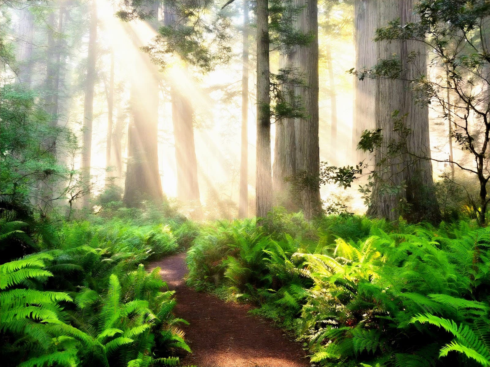 Milks Tree Service Inc