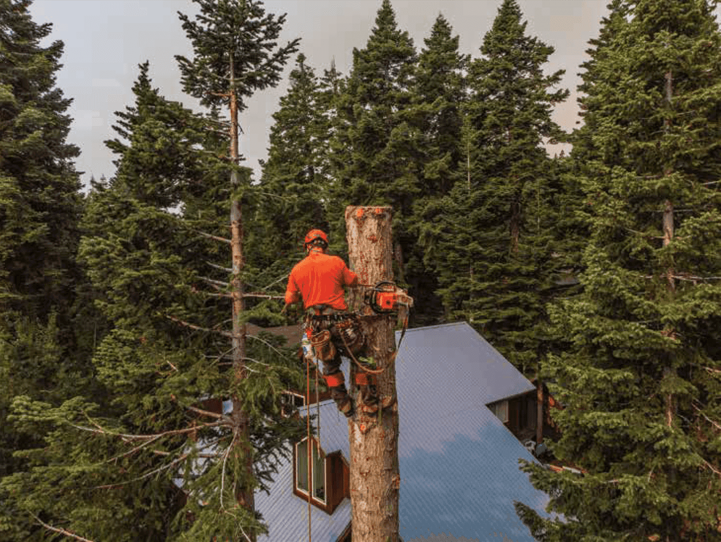 Estate Tree Services