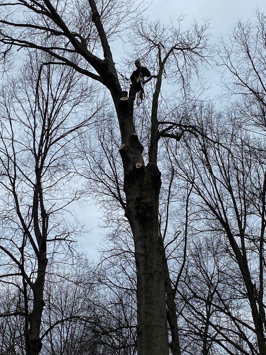 A&S TREE SERVICE.LLC