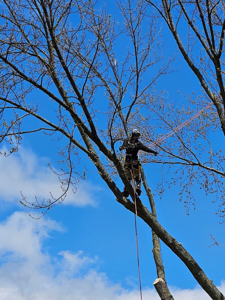 HotShot Tree Service