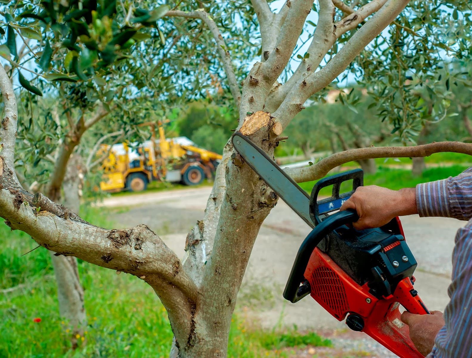 Matt's Maintenance Tree Service