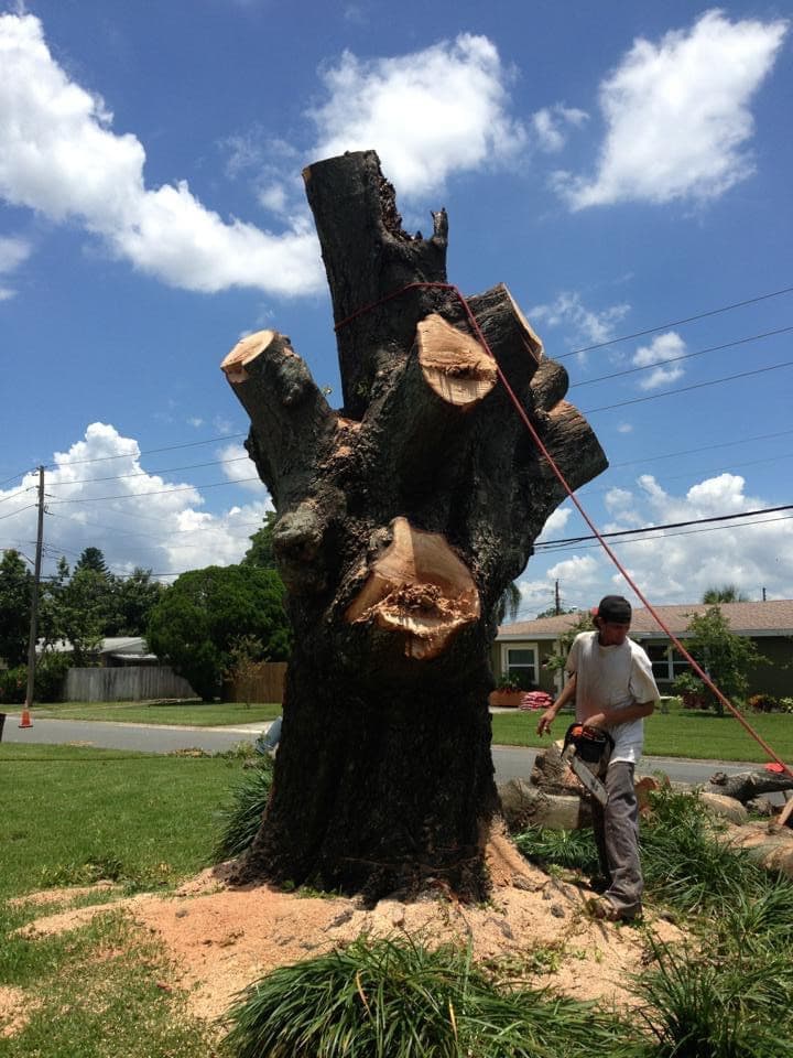 Better Tree Service & Consultants