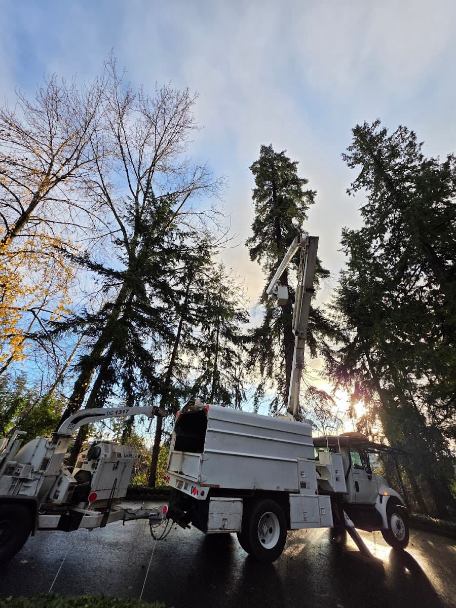 Alonso DH Tree Services