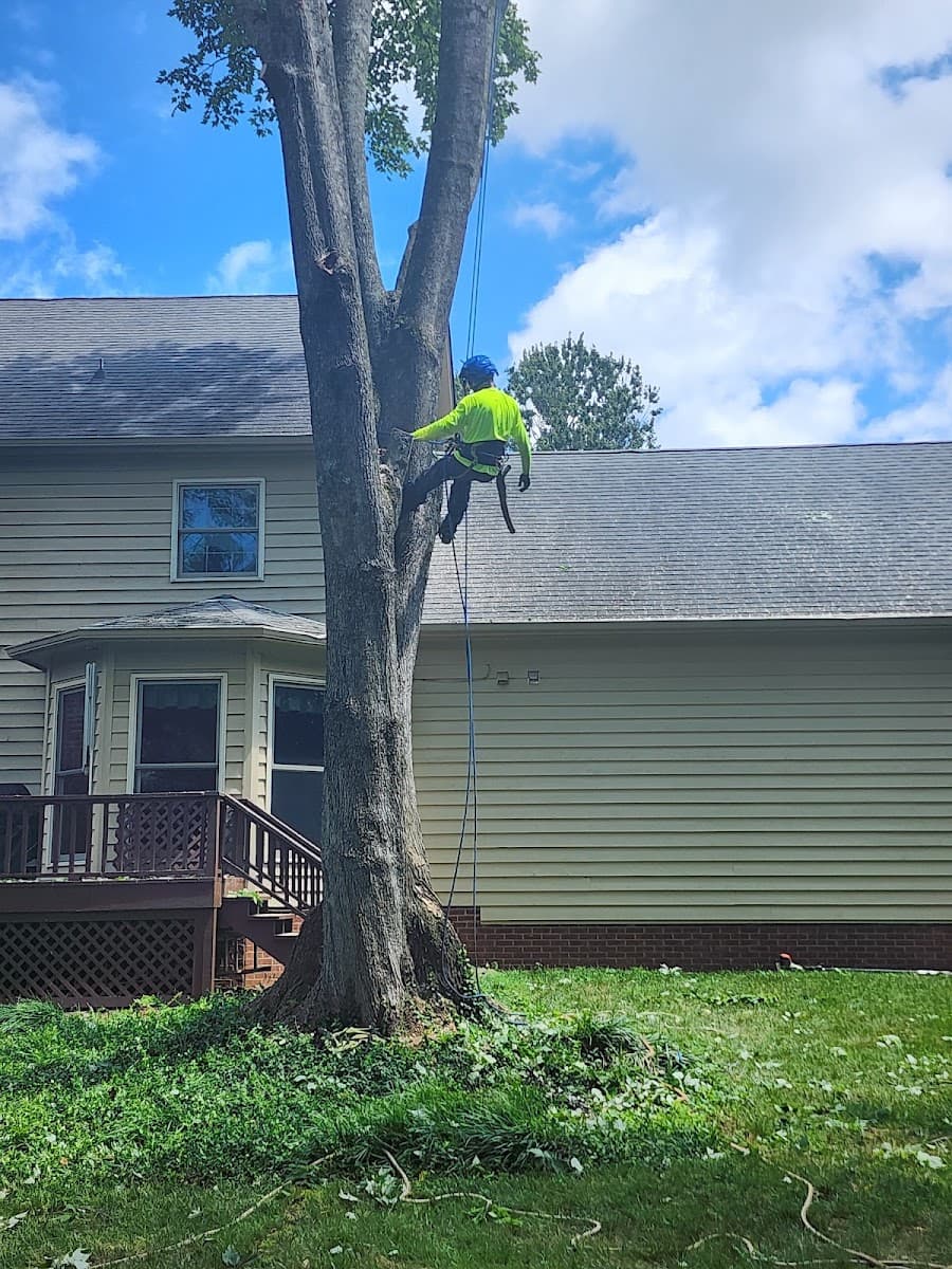 Monster Tree Service of Knoxville