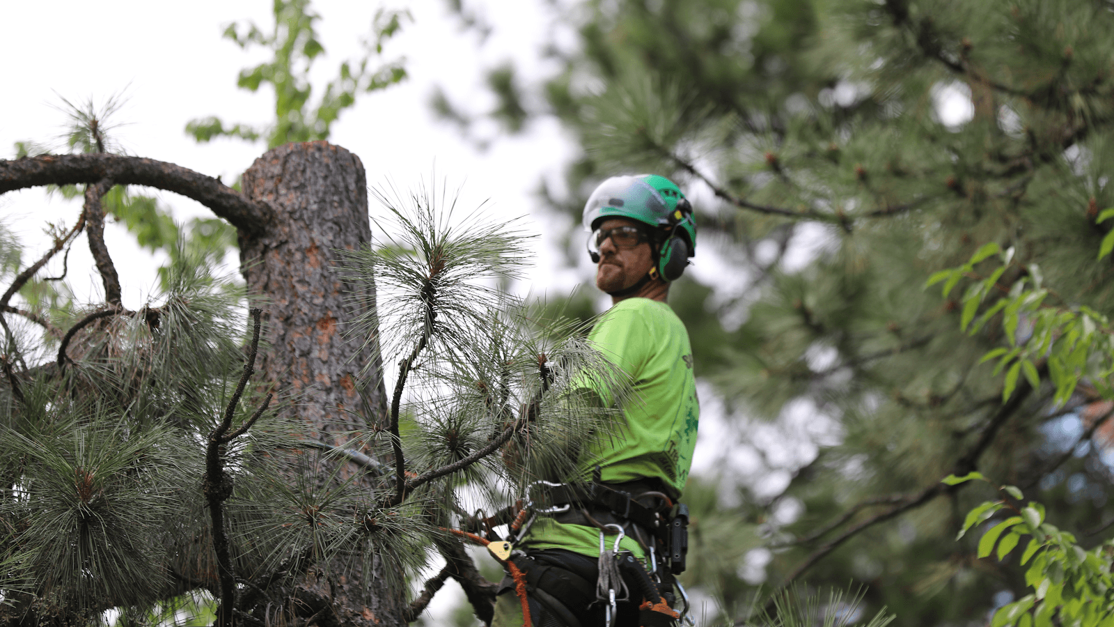 North Idaho Tree Removal LLC