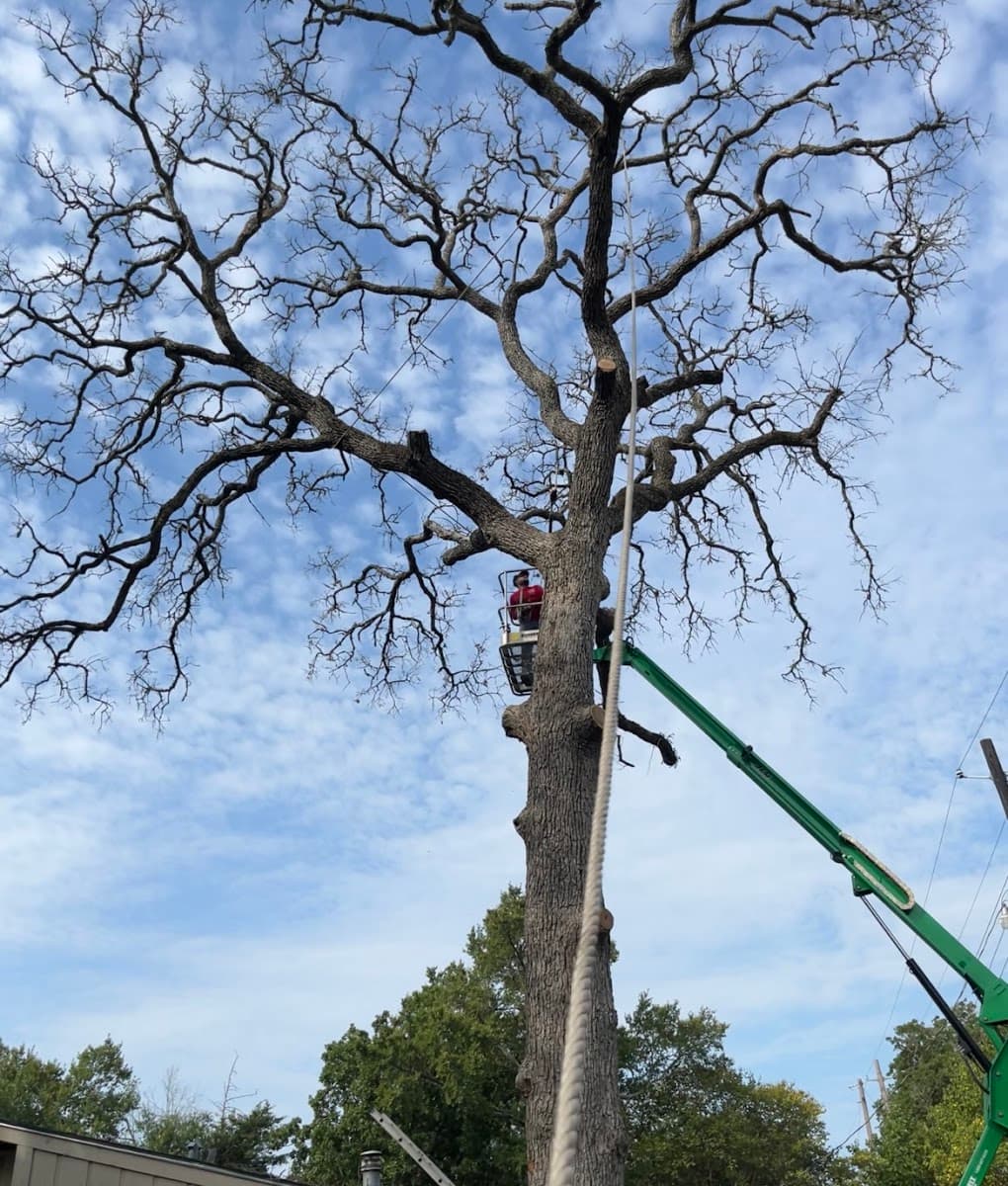 BRAZOS VALLEY TREE SERVICES L.L.C